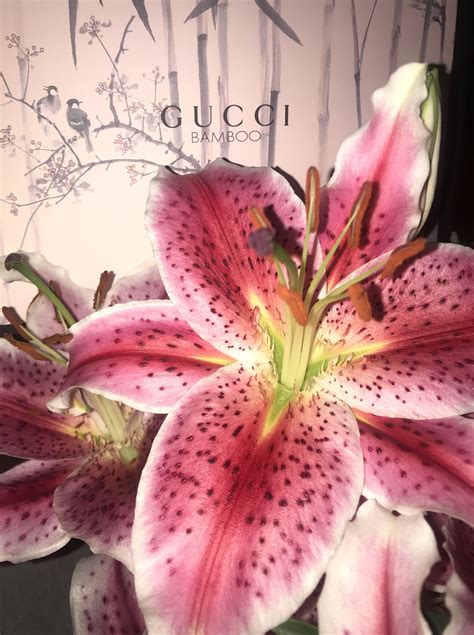gucci plant